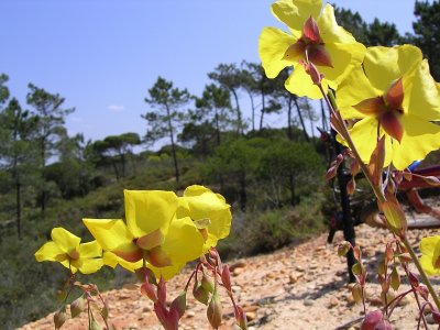 Alcar-do-Algarve // Tuberaria (Xolantha globulariifolia)