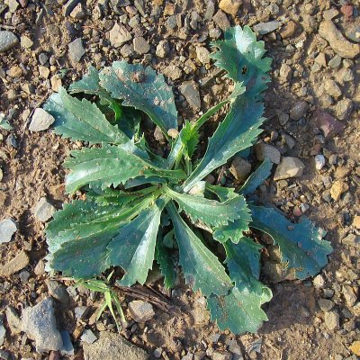 Sacamalo // Daisy-leaved Toadflax (Anarrhinum bellidifolium)