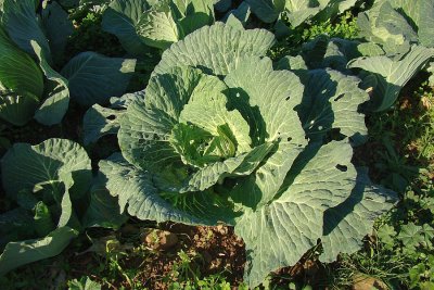 Couve // Cabbage (Brassica oleracea)