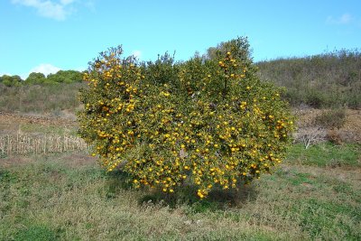 Tangerineira // Tangerine Tree (Citrus reticulata)