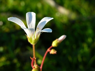 Quaresma // Meadow Saxifrage (Saxifraga granulata)