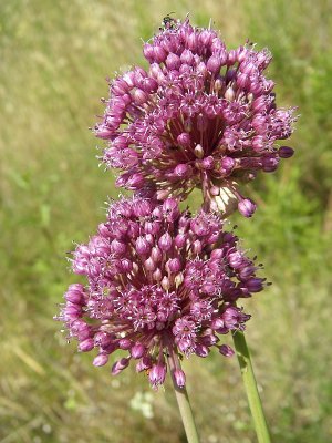 Porro-bravo // Broadleaf Wild Leek (Allium ampeloprasum)