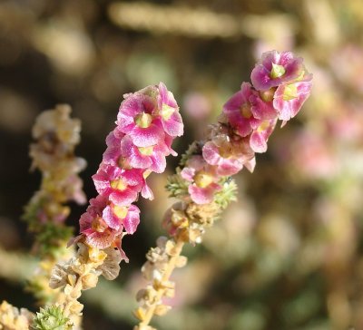 Flor do sapal // Shrubby Russian Thistle (Salsola vermiculata)