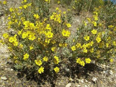 Sargaça-das-areias // Rockrose (Halimium halimifolium)
