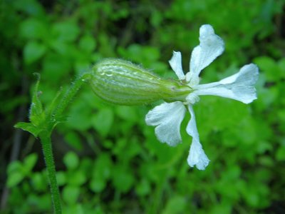 Assobios // White Campion (Silene latifolia subsp. alba)