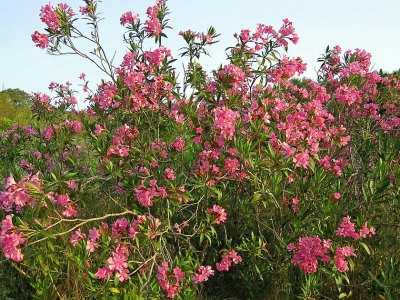 Flores de Loendro // Oleander Flowers (Nerium oleander)