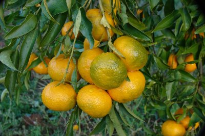 Tangerinas // Tangerines (Citrus reticulata)