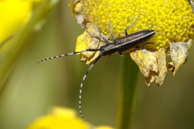 Escaravelho // Long-horned Beetle (Agapanthia cardui)