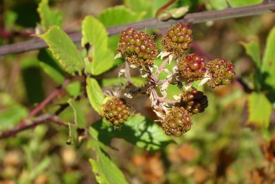 Frutos da Silva: Amoras Silvestres // Elmleaf Blackberry (Rubus ulmifolius)