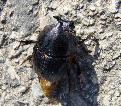 Escaravelho // Scarab Beetle (Bubas bison)