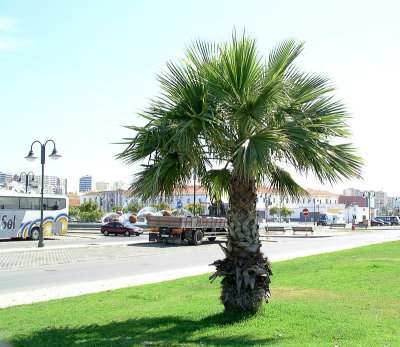 Palmeira // Palm tree