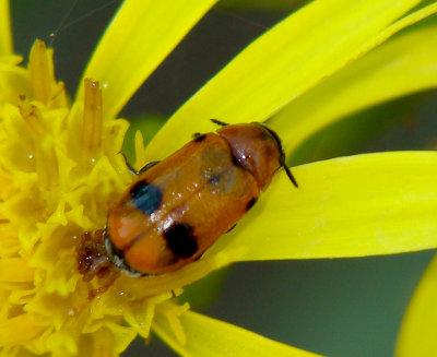 Escaravelho // Beetle (Coptocephala cf. scopolina)