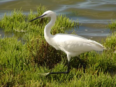 Gara-branca-pequena // Little Egret (Egretta garzetta subsp. garzetta)