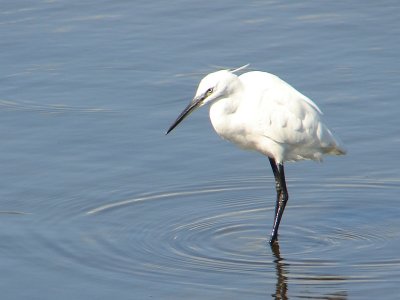 Gara-branca-pequena // Little Egret (Egretta garzetta subsp. garzetta)