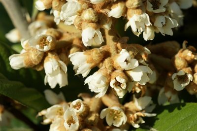 Nespereira: flores // Loquat: flowers (Eriobotrya japonica)