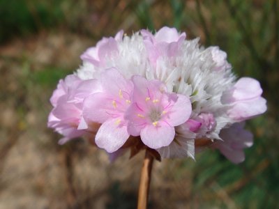 Arméria (Armeria macrophylla)