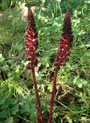 Erva-toira-denegrida // Foetid (Orobanche foetida)