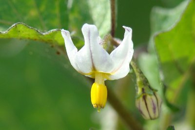 Erva-moura // Deadly Nightshade (Solanum nigrum)