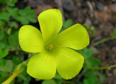 Azedas // Bermuda Buttercup (Oxalis pes-caprae)