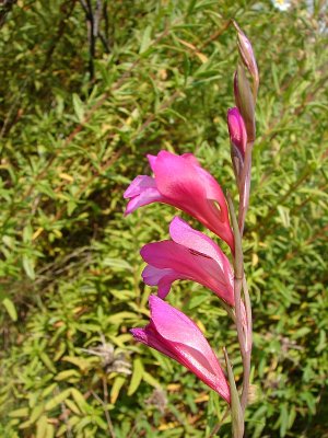 Espadana-dos-montes // Wild Gladiolus (Gladiolus illyricus)