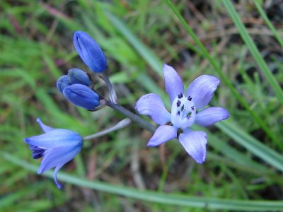 Jacinto-do-Algarve (Scilla odorata)