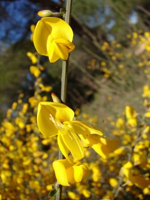 Giesteira // Weaver's Broom (Spartium junceum)