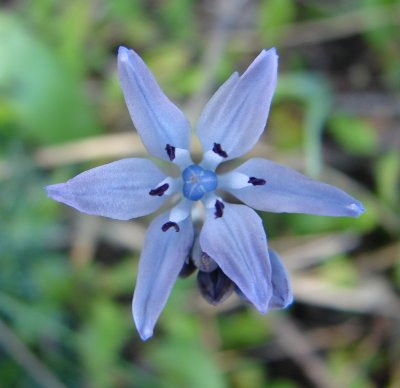 Jacinto-do-Algarve (Scilla odorata)