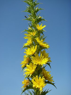 Cardo-de-ouro ou Cangarinha // Common Goldenthistle (Scolymus hispanicus)