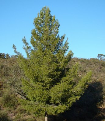 Pinheiro-de-alepo // Aleppo Pine (Pinus halepensis)
