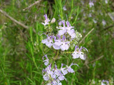 Alecrim // Rosemary (Rosmarinus officinalis)
