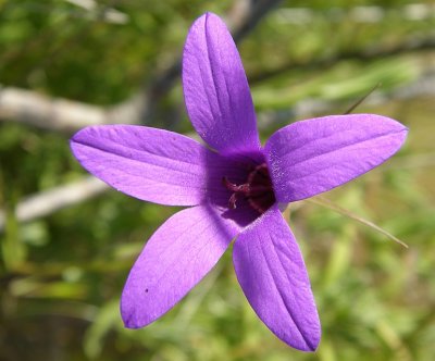 Campaínhas // Bellflower (Campanula lusitanica subsp. lusitanica)