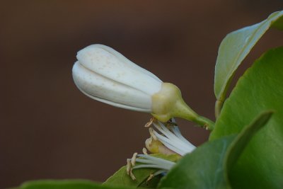 Botão de Limoeiro // Lemon Tree Flower Bud (Citrus limon)