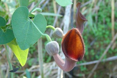 Erva-cavalinha // Pipe Vine (Aristolochia baetica)
