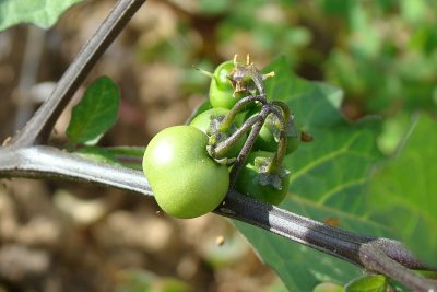 Frutos da Erva-moura // Deadly Nightshade fruits (Solanum nigrum)