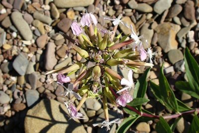 Erva-saboeira ou Saponária // Soapwort (Saponaria officinalis)