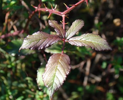 Folhas da Silva // Elmleaf Blackberry (Rubus ulmifolius)