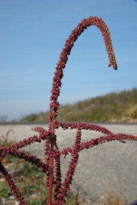 Bredos (Amaranthus sp.)