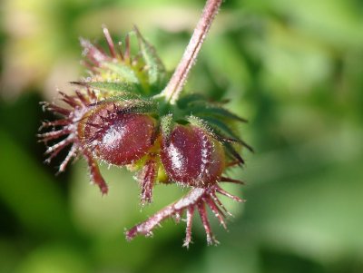 Fruto da Calndula // Field Marigold fruit (Calendula arvensis)