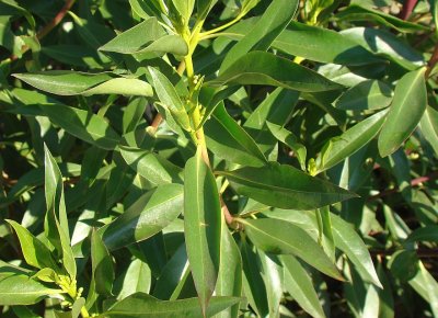 Mióporo // Boobialla (Myoporum acuminatum)