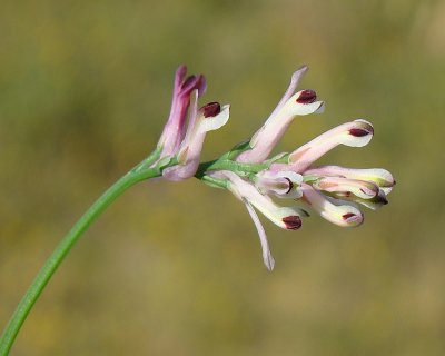 Flor do campo // Wildflower (Fumaria sp.)