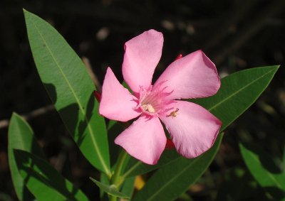 Flor do Loendro // Oleander flower (Nerium oleander)