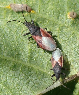 Percevejos acasalando // Bugs mating (Oxycarenus lavaterae)