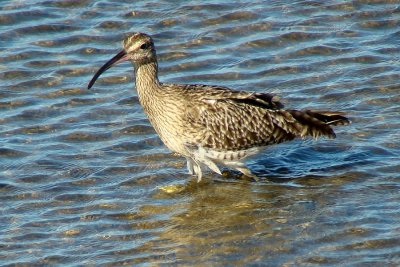 Maarico-galego // Whimbrel (Numenius phaeopus subsp. phaeopus)