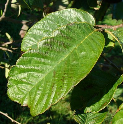 Folha da Anoneira // Custard Apple leaf (Annona reticulata)