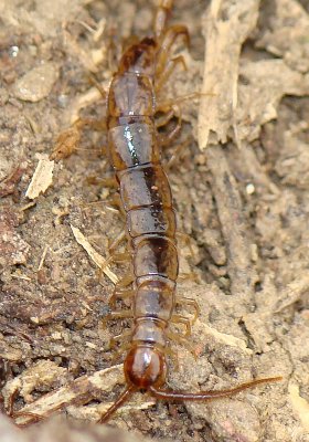Centopeia // Centipede (Lithobius sp.)