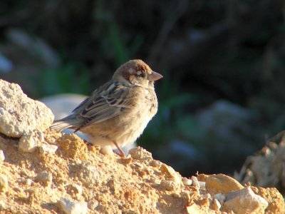 Pardal // House Sparrow (Passer domesticus subsp. domesticus)