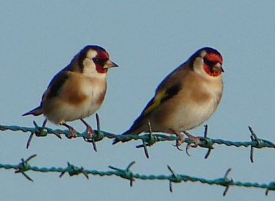 Casal de Pintassilgos // European Goldfinches (Carduelis carduelis subsp. parva)