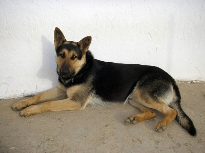 Cão // Domestic Dog (Canis lupus subsp. familiaris)
