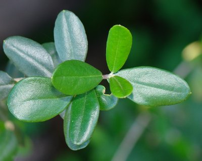 Zambujeiro // Wild Olive (Olea europaea subsp. sylvestris)