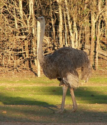 Avestruz // Ostrich (Struthio camelus), female